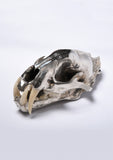 Parts of Four Leopard Skull (CR+B)